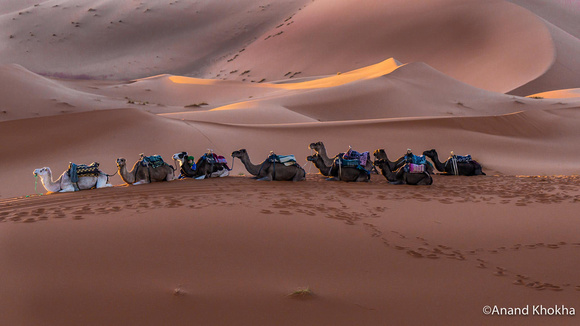 Western Sahara Desert