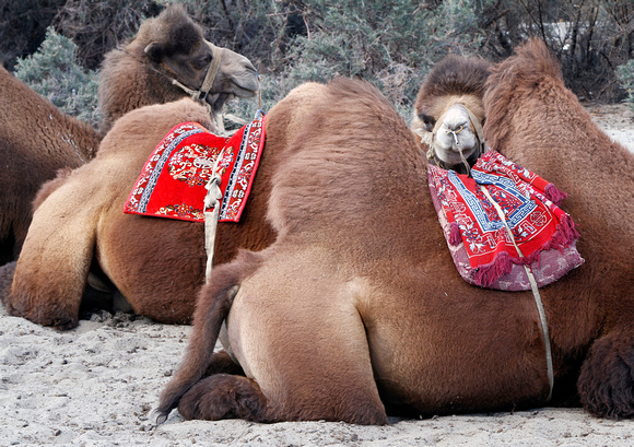 Double Hump Camels