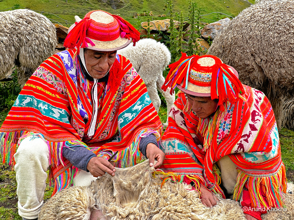 Shearing Llama Wool Patacancha Village