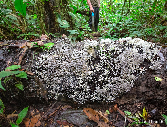 Wild Mushrooms in the Rainforest