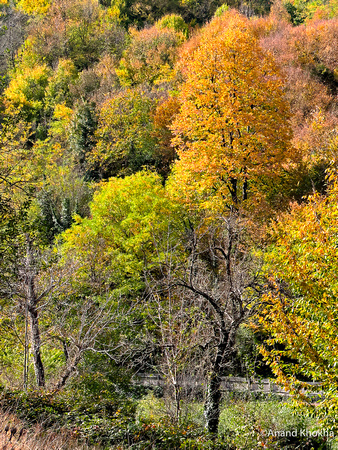 Breathtaking Autumn Colors in the forest