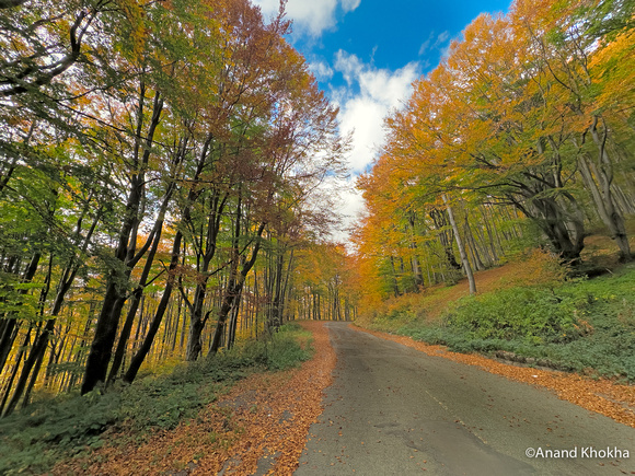 Breathtaking Autumn Colors in the forest