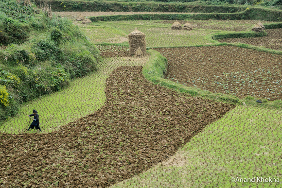 Rice Farmer, Black Miao Tribe