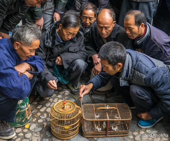 Betting on Bird Fights Sport, Sandu, Guizhou