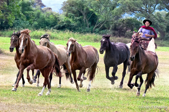 Gaucho herding his Horses, Estancia El Bordo, Salta Province
