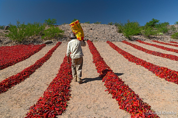 Drying Red Peppers, Calchaqui, Valley, Near Cachi