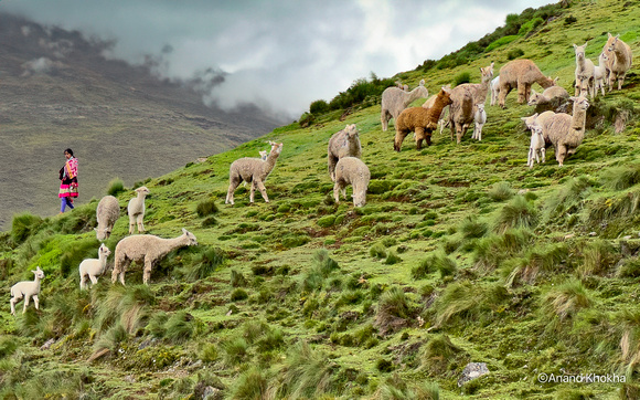 Llamas, Patacancha Village