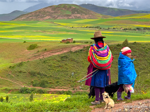 Mustard Fields, Moray