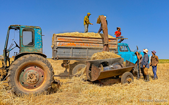 Tajik farmers loading hay,