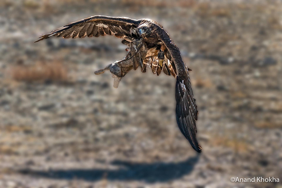 Eagle and  its just caught prey