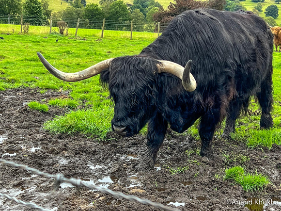 Highland Cow--Kilmahog