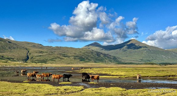 Highland Cows--Isle of Mull