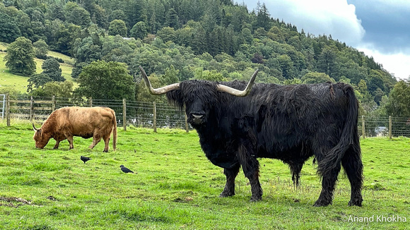 Highland Cows-Kilmahog